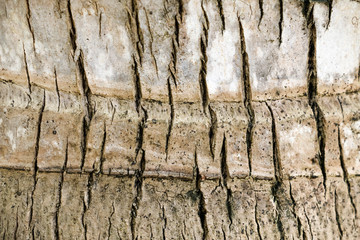 Backgrounds and texture the surface of the tree coconut. 