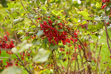 red currant bush at summer garden 