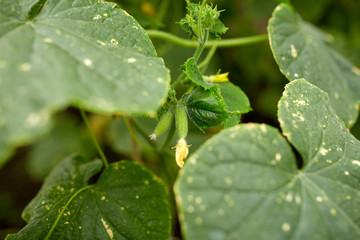 close up of cucumber growing at garden