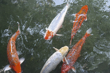 KOI FISH