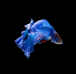 Betta fish, siamese fighting fish, betta splendens isolated on black background