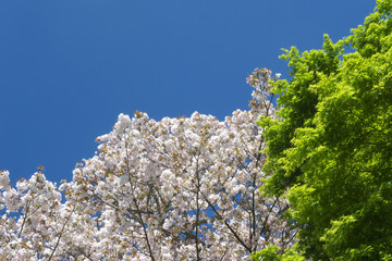 桜と新緑と青空