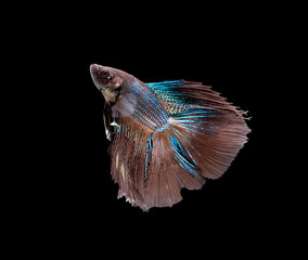 Betta fish, siamese fighting fish, betta splendens isolated on black background