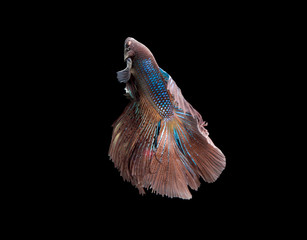 Betta fish, siamese fighting fish, betta splendens isolated on black background