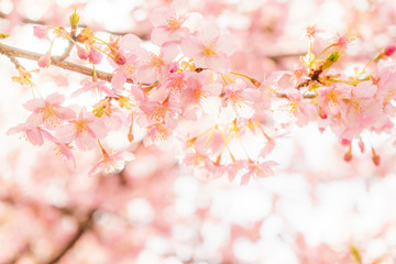 Kawazu-zakura Cherry blossoms