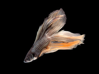 Betta fish, siamese fighting fish, betta splendens isolated on black background