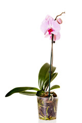 Pink orchid isolated on white background