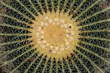 Goldkugelkaktus (Echinocactus grusonii)