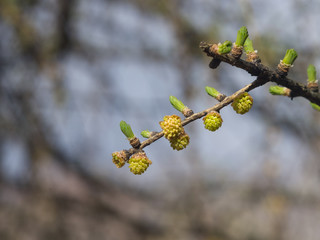 Siberian larch small pollen buds on branch with young needles on bokeh background, selective focus, shallow DOF
