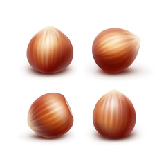 Vector Set of Full Unpeeled Realistic Hazelnuts Close up Isolated on White Background