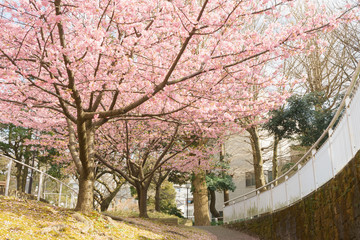 Kawazu-zakura Cherry blossoms Kanuki Park