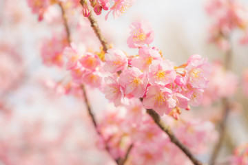 Kawazu-zakura Cherry blossoms