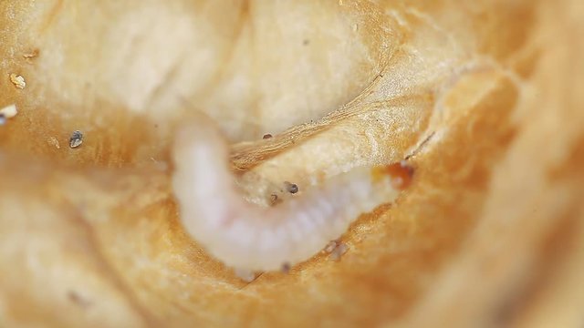 Larva in a nut