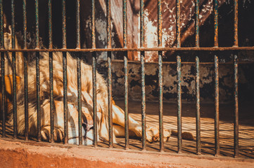 giza, egypt, march 4, 2017: view of lion in cage at giza zoo