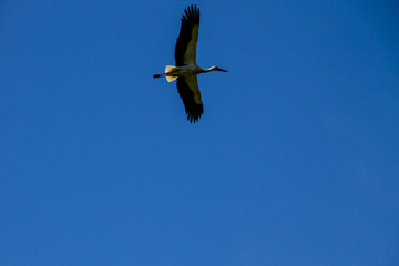 White Stork (Ciconia ciconia) in flight