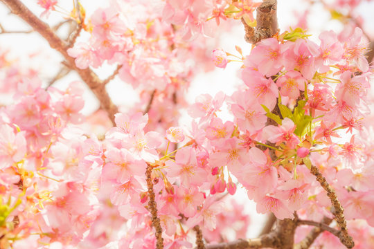 Kawazu-zakura Cherry blossoms