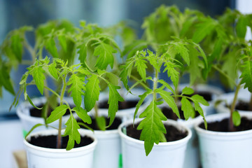 Tomato seedlings in white plastic cups on the window in the greenhouse. Young green plants. The theme of spring and agriculture