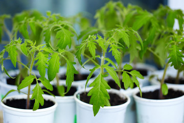 Tomato seedlings in white plastic cups on the window in the greenhouse. Young green plants. The theme of spring and agriculture