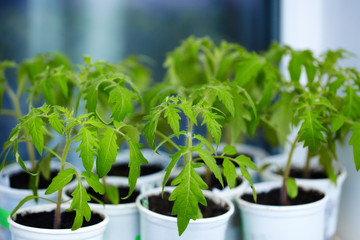 Tomato seedlings in white plastic cups on the window in the greenhouse. Young green plants. The theme of spring and agriculture