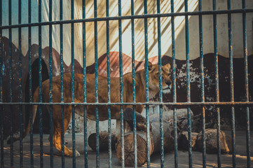 giza, egypt, march 4, 2017: view of lion in cage at giza zoo