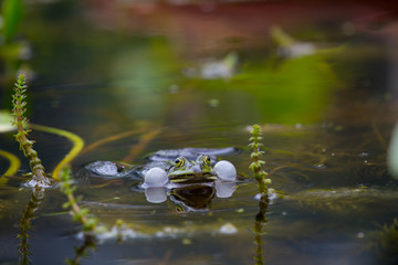 Teichfrosch (Rana esculenta)