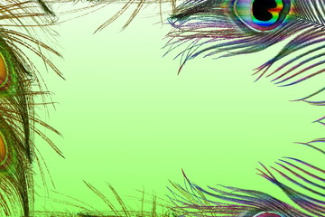 peacock feathers frame in green background with text copy space