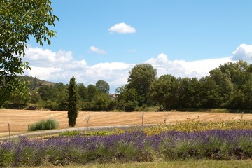 Lavender, Provence, France