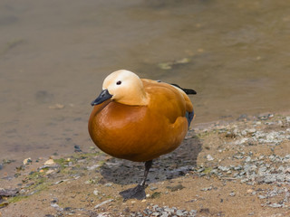 Male Ruddy shelduck Tadorna ferruginea standing on one leg, selective focus, shallow DOF