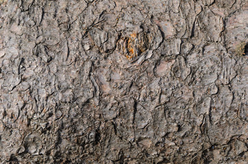 Texture of tree bark spruce