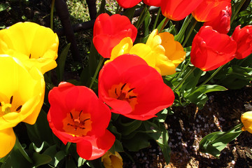 beautiful colorful tulips