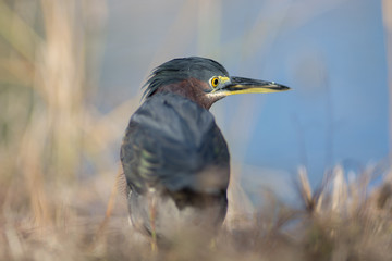 Green Heron at a pond