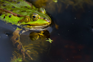 Teichfrosch (Rana esculenta)
