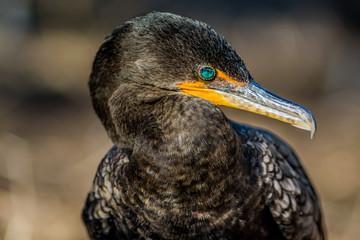 Anhinga