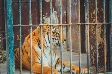 giza, egypt, march 4, 2017: view of tiger in cage at giza zoo