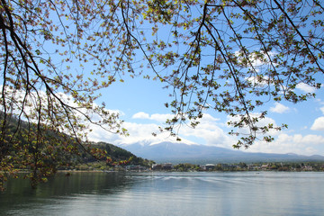 Obraz na płótnie Canvas Mt.Fuji at Lake Kawaguchiko - Yamanashi