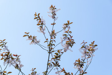 Lovely treetop with small flowers and colorful leaves against clear sky in UK Spring