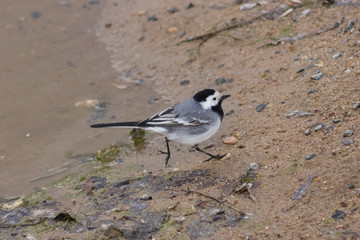 White wagtail, Motacilla alba, running on sand close-up portrait, selective focus, shallow DOF
