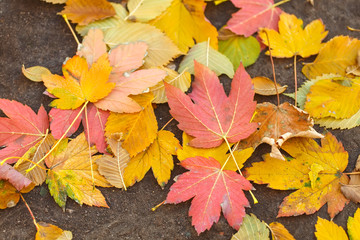 Naklejka na ściany i meble Natural autumn background, vibrant various leaves.