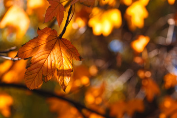 Orange leaves in sun rays, autumn vibrant background.