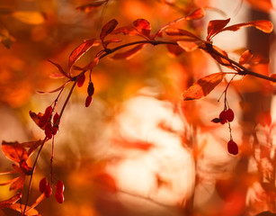 Berries of barberry in nature covered with warm autumn sun rays.