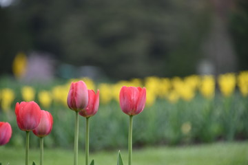 Obraz premium Morning at Elizabeth Park 4/27/2017