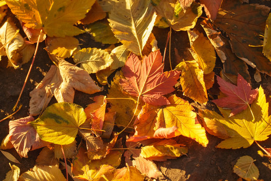 Natural autumn background, vibrant various leaves.