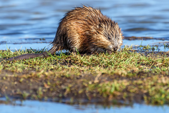 muskrat river eating grass water