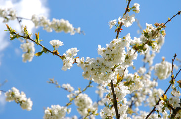 Cherry tree blossoms