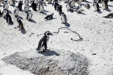 Penguin colony