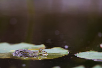 Teichfrosch (Rana esculenta)