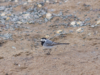 White wagtail, Motacilla alba, close-up portrait on sand, selective focus, shallow DOF