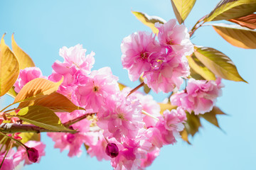 Beautiful pink cherry blossom sakura in spring time over blue sky.