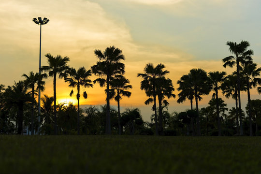 Dark silhouettes of palm trees with sky and sunset