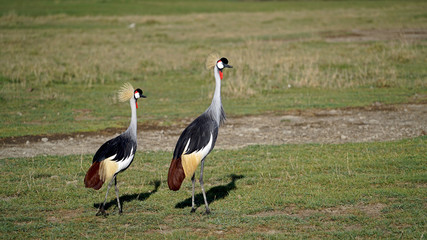 Grey crowned crane breeding dance series in Ngorongoro Crater, Tanzania